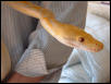 Retic